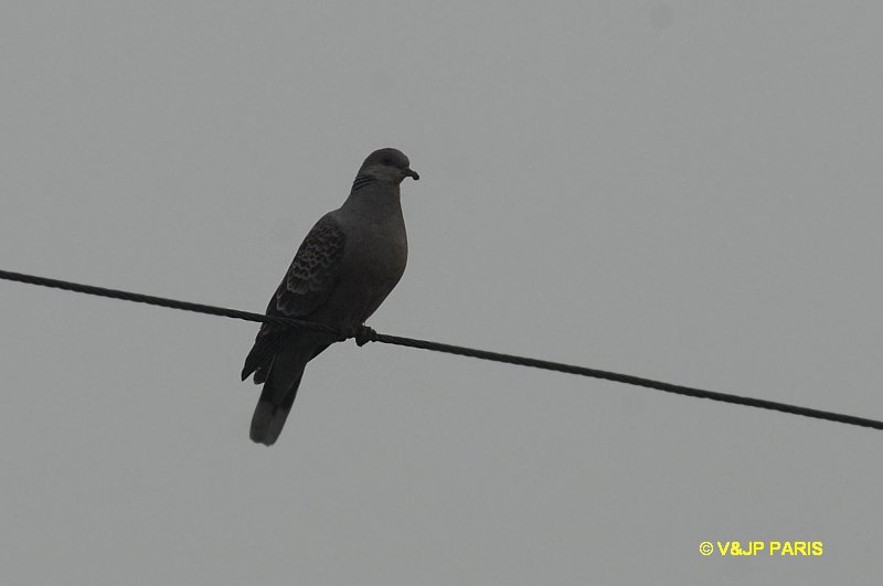 Streptopelia orientalis
