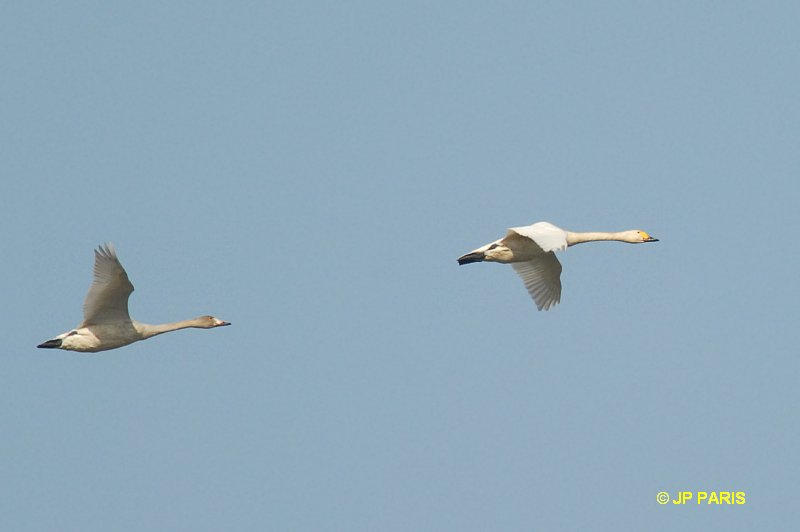 Cygne siffleur