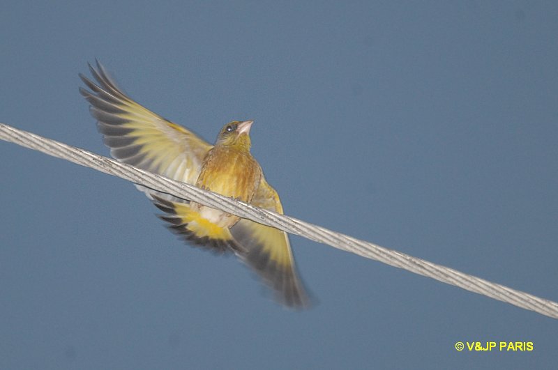 Oriental Greenfinch
