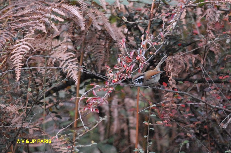 Alcippe poioicephala