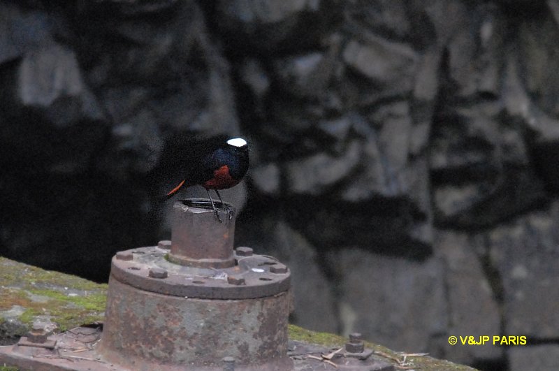 Phoenicurus leucocephalus
