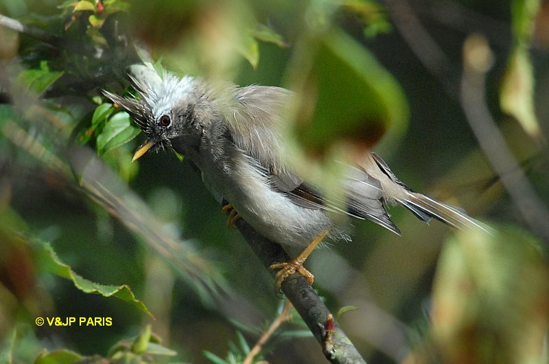 Yuhina diademata