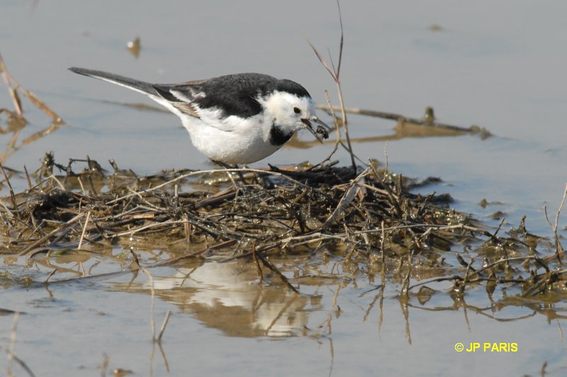 Motacilla alba