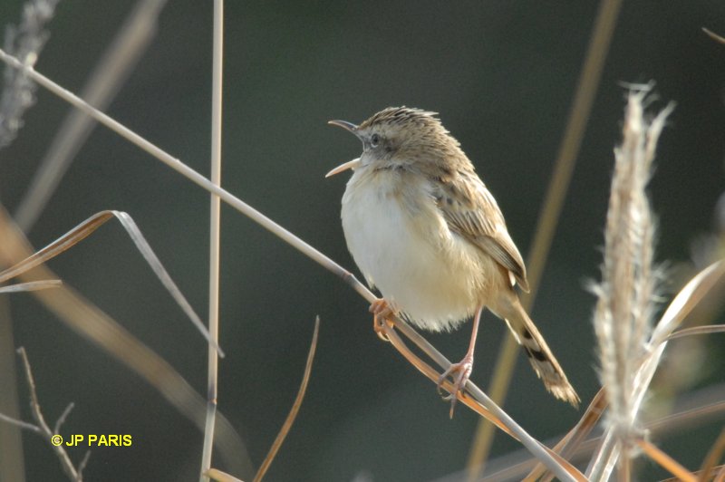 Cisticola juncidis