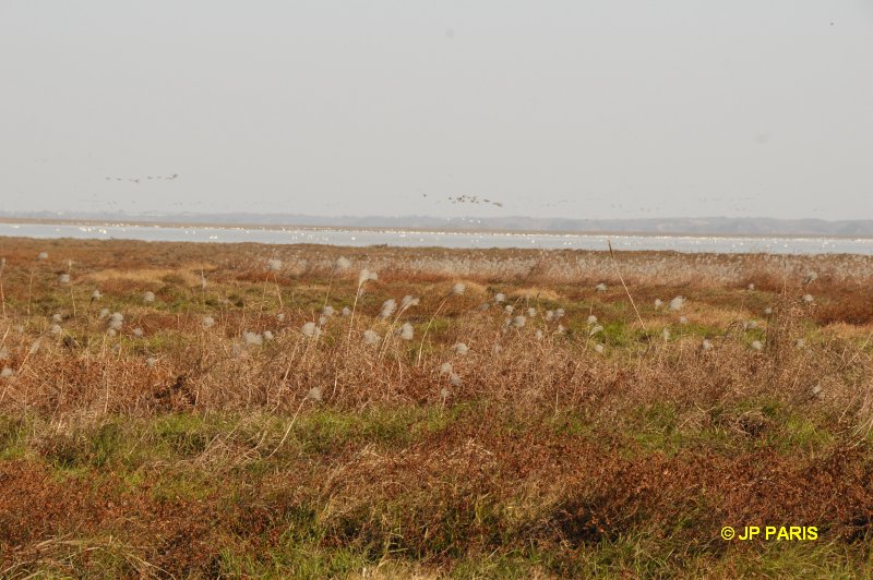 Lac Poyang, Jiangxi