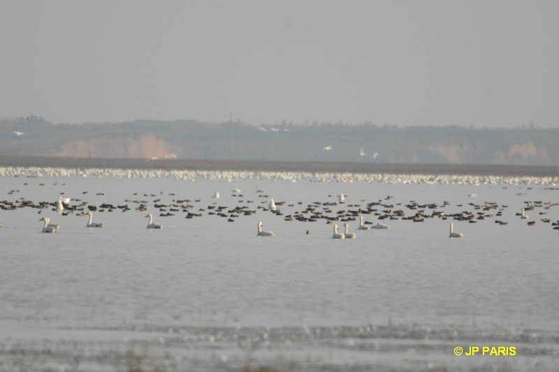 Lac Poyang, Jiangxi