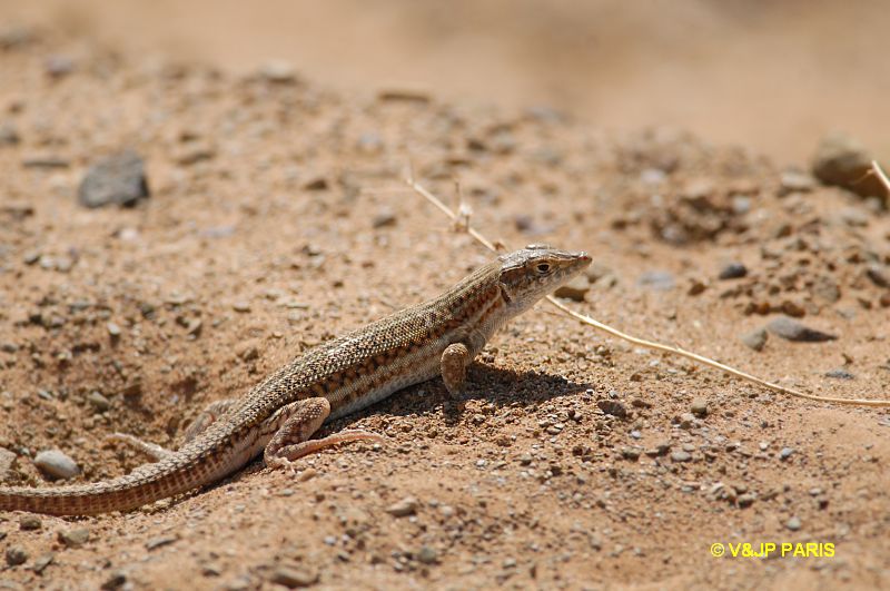 Lézards du Maroc
