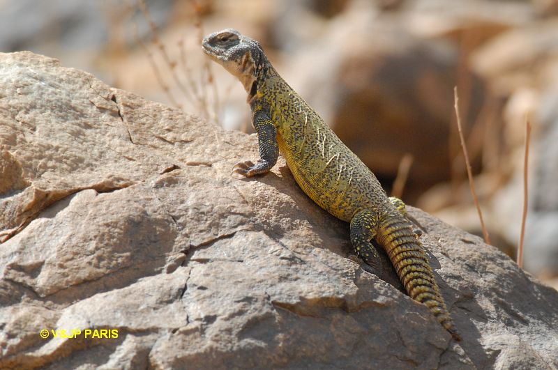 Lézards du Maroc