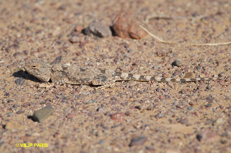 Lézards du Maroc