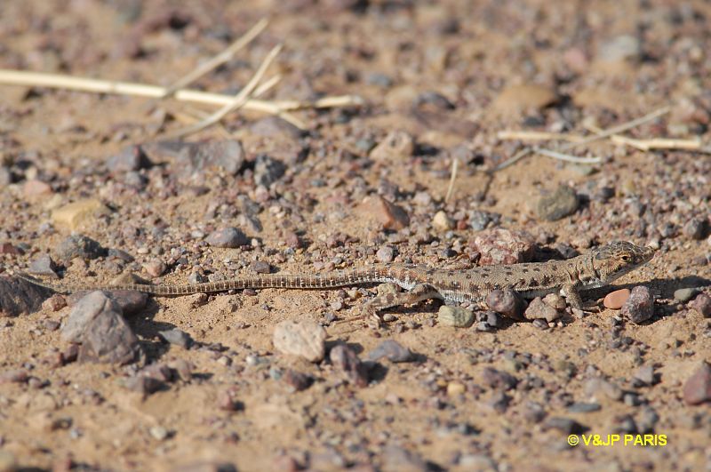 Lézards du Maroc