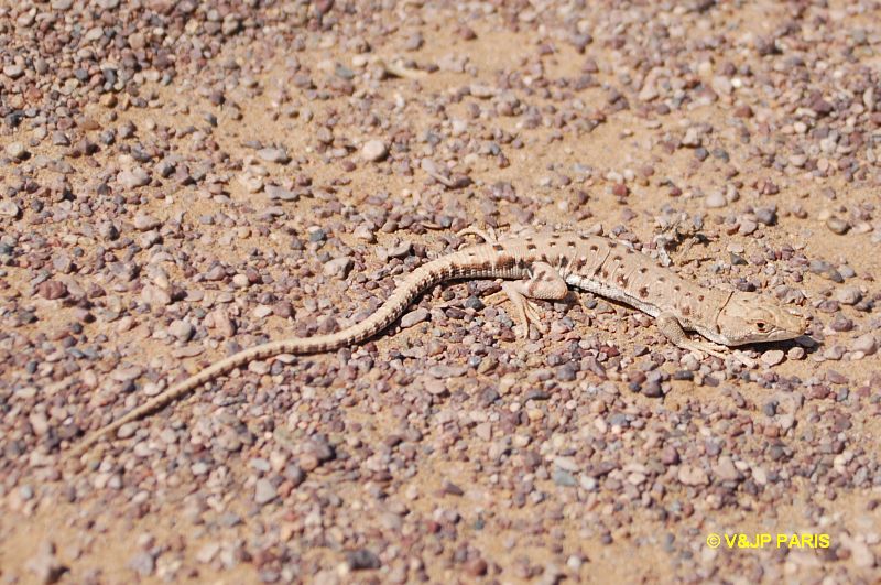 Lézards du Maroc
