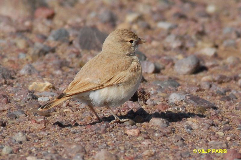 Ammomanes cinctura