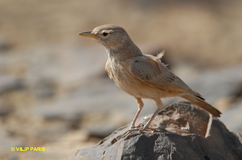 Ammomanes deserti