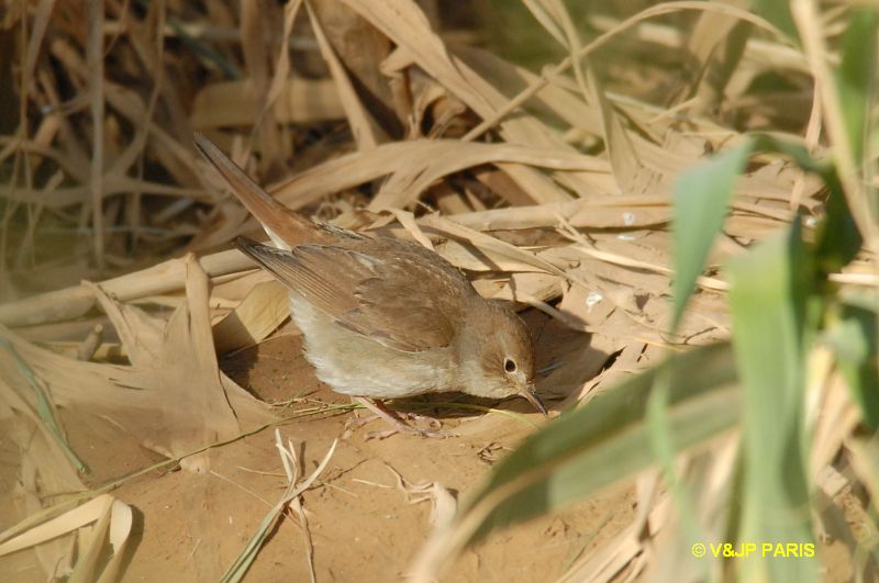 Cettia cetti