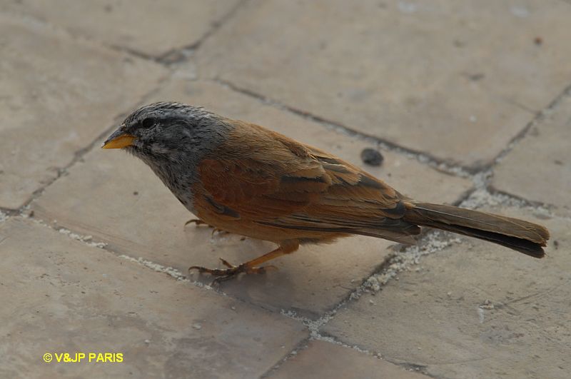 Emberiza sahari