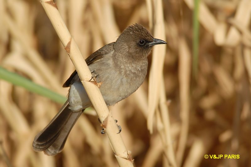 Pycnonotus barbatus