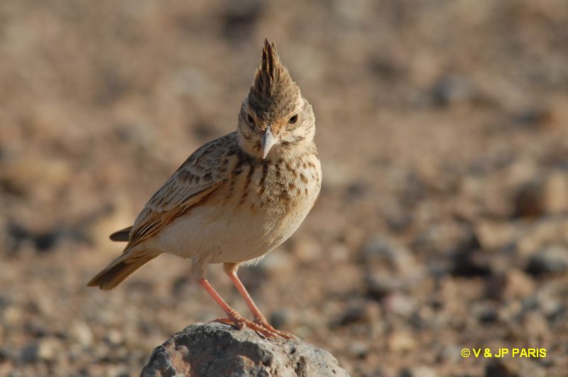 Galerida cristata