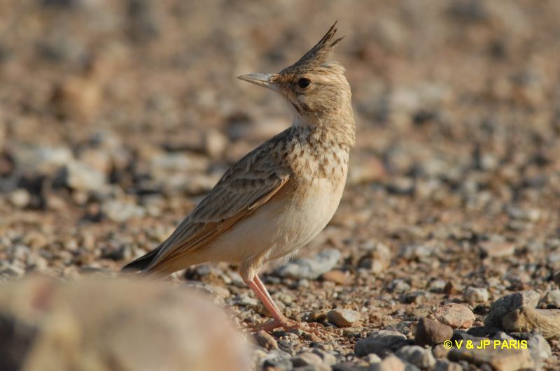Galerida cristata