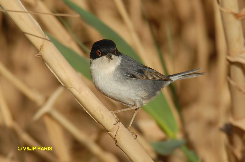Sylvia melanocephala