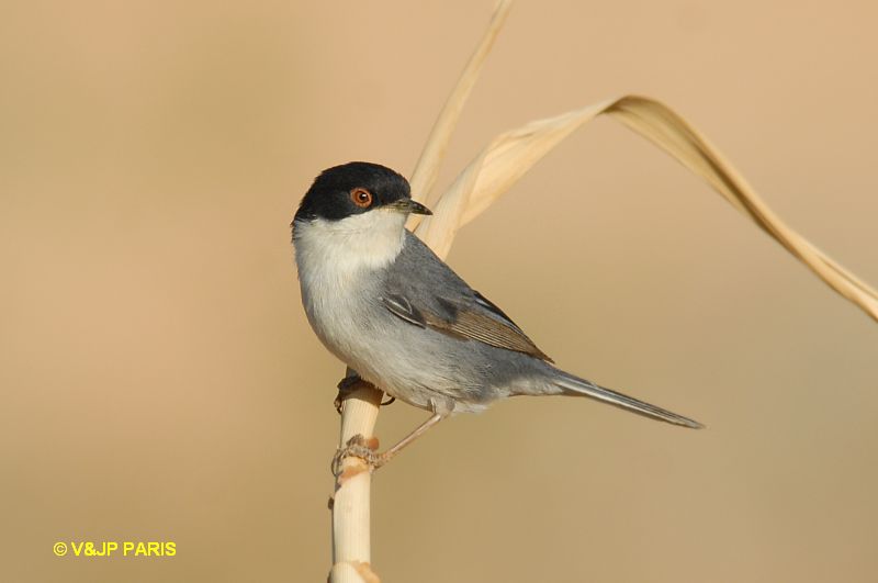 Sylvia melanocephala