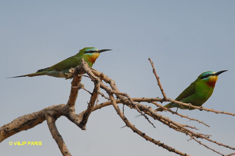 Merops persicus