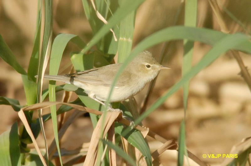 Iduna opaca