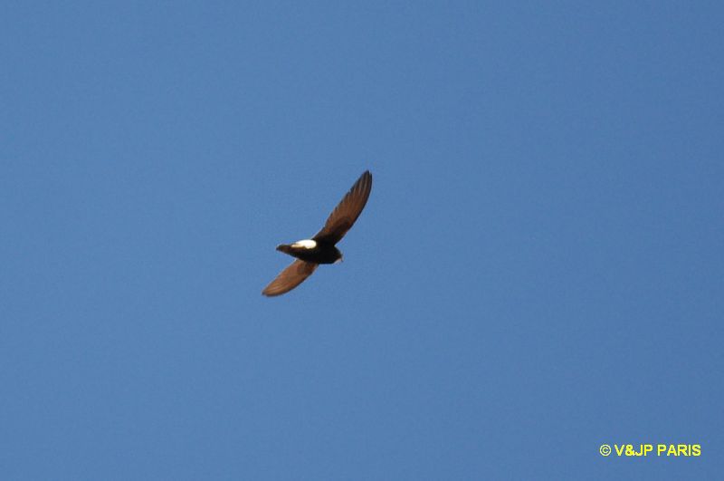 Apus affinis