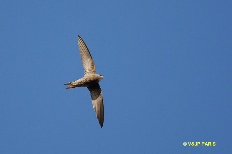Apus pallidus