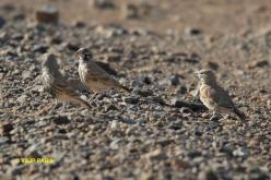 Thick-billed Lark