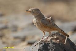 Desert Lark