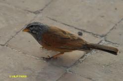 House Bunting