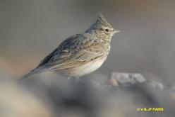 Thekla Lark