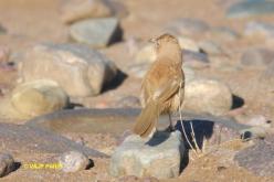 Fulvous Chatterer