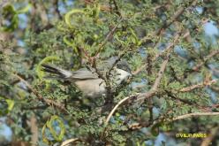 Western Orphean Warbler