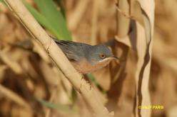 Subalpine Warbler