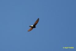 Little Swift