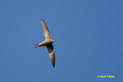Pallid Swift