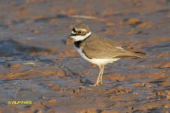 Little Ringed Plover