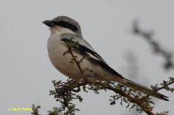 Southern Gray Shrike