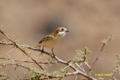 Woodchat Shrike