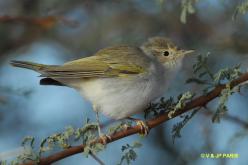 Western Bonelli's Warbler