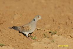 European Turtle-Dove