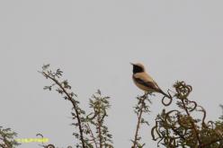 Desert Wheatear