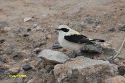 Black-eared Wheatear