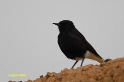Black Wheatear