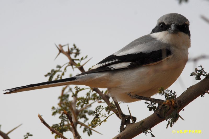Lanius meridionalis