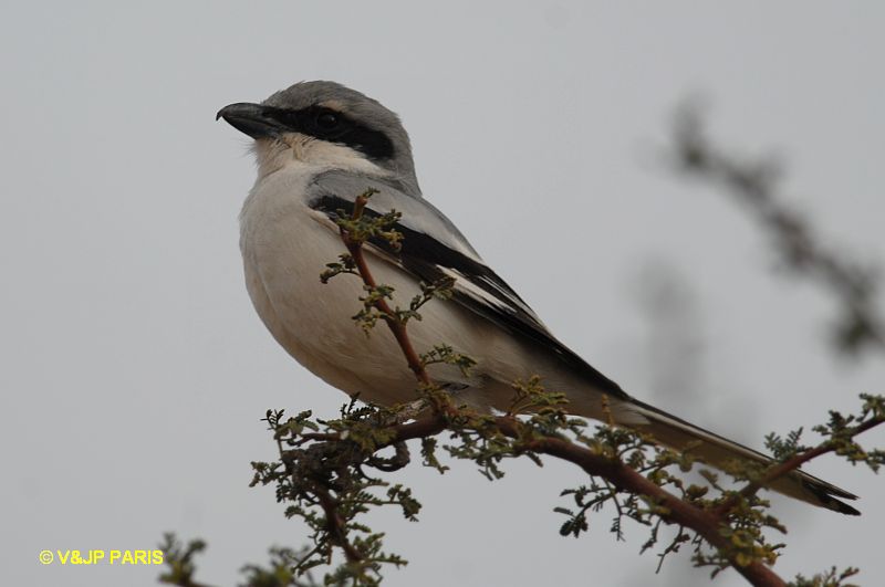 Lanius meridionalis
