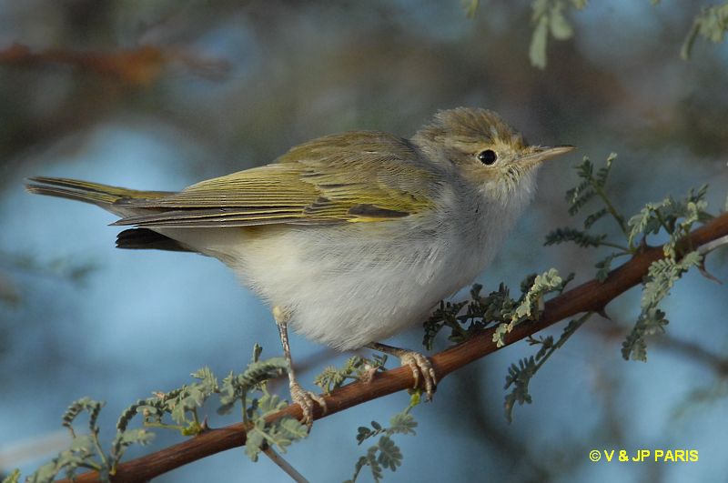 Phylloscopus bonelli