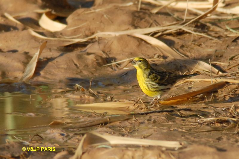 Serin cini