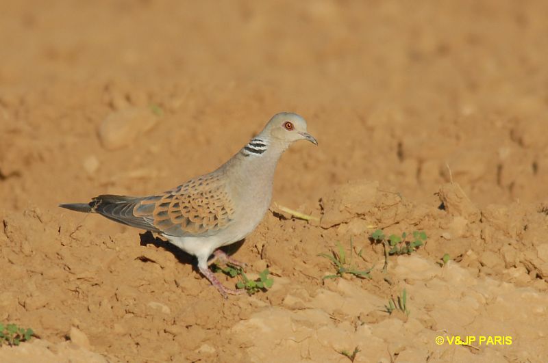 Streptopelia turtur